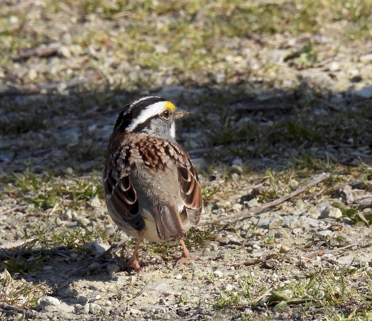 White-throated Sparrow - Anna Testone