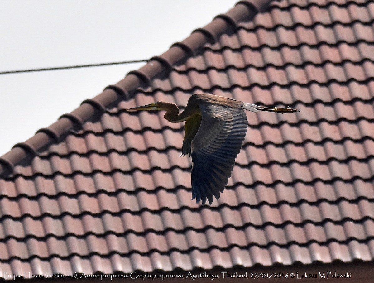 Purple Heron - Lukasz Pulawski