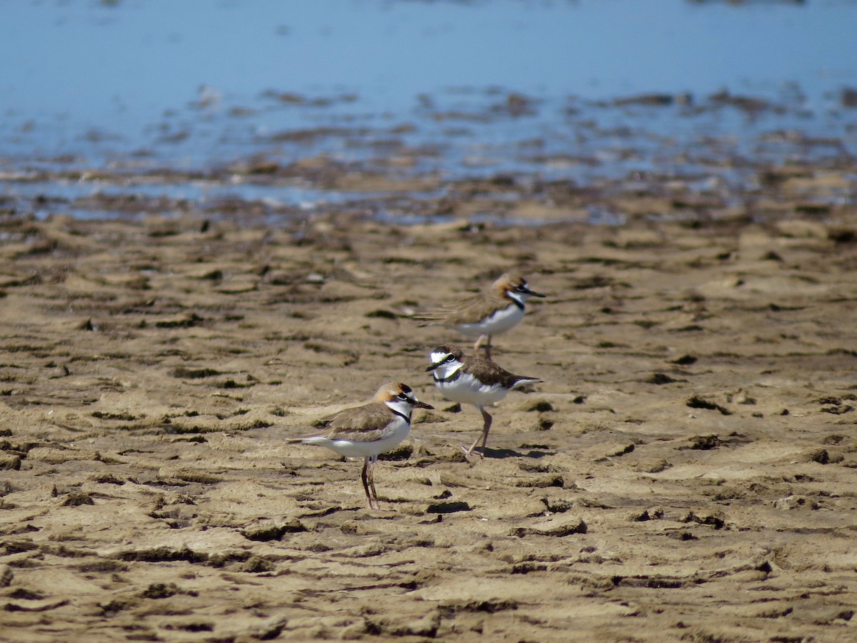 Collared Plover - John van Dort