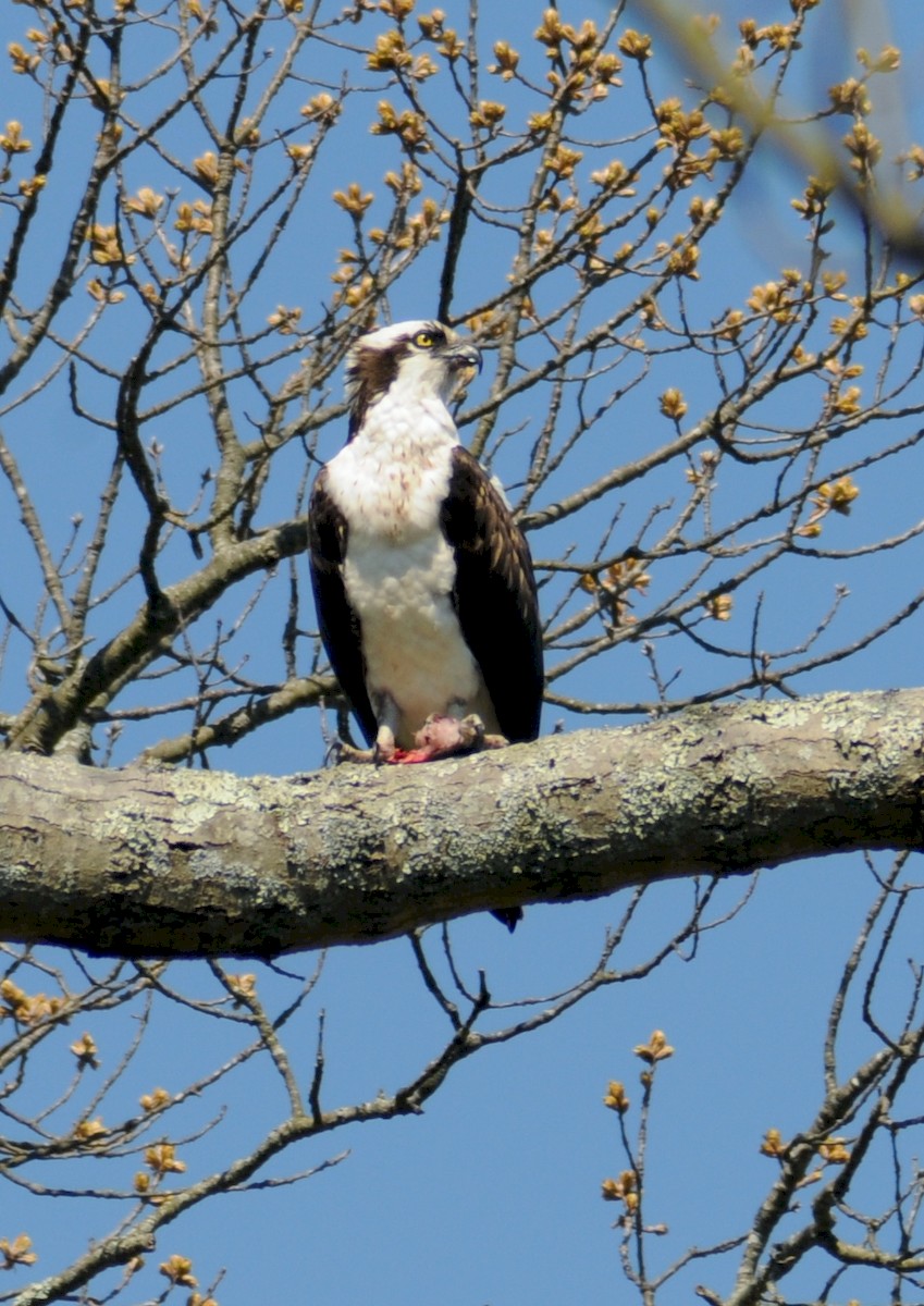 Osprey - ML225243621