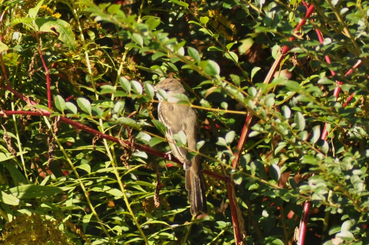 Ash-throated Flycatcher - Tommie Rogers