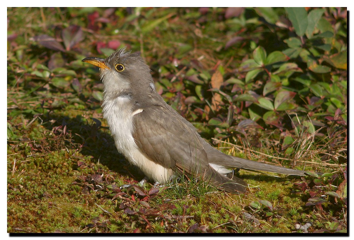 Yellow-billed Cuckoo - ML225245391