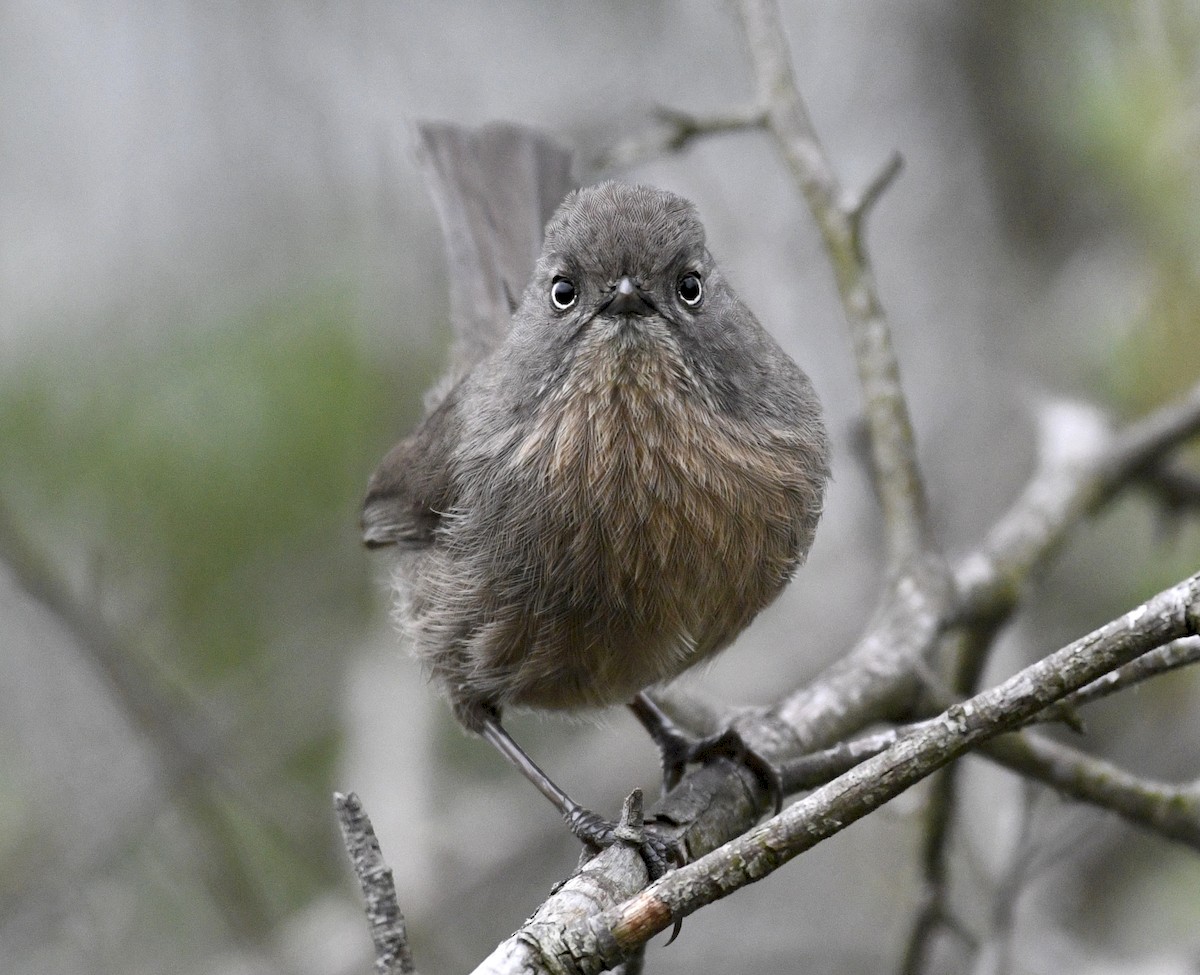 Wrentit - Catherine Zinsky