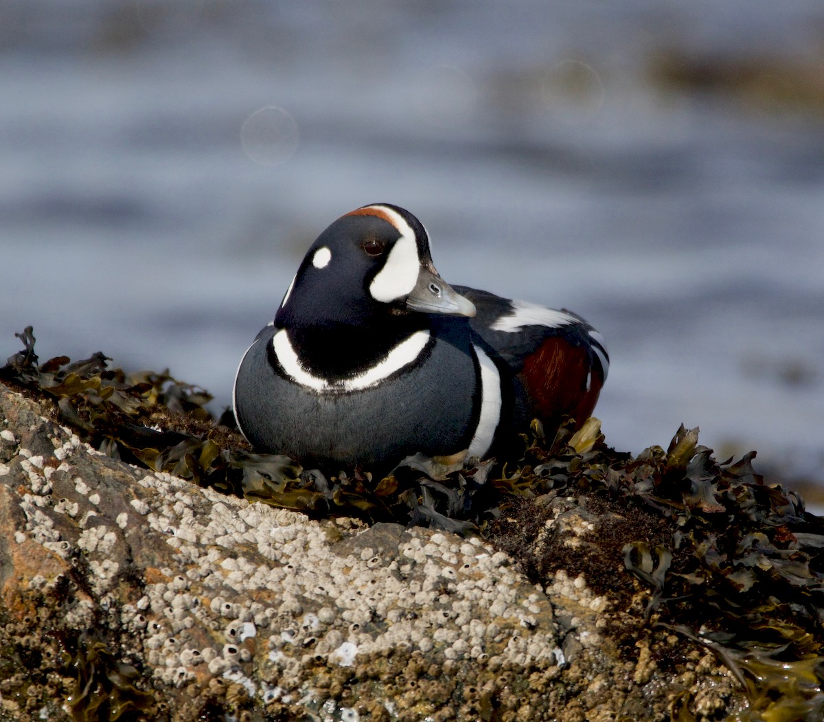 Harlequin Duck - ML225247381