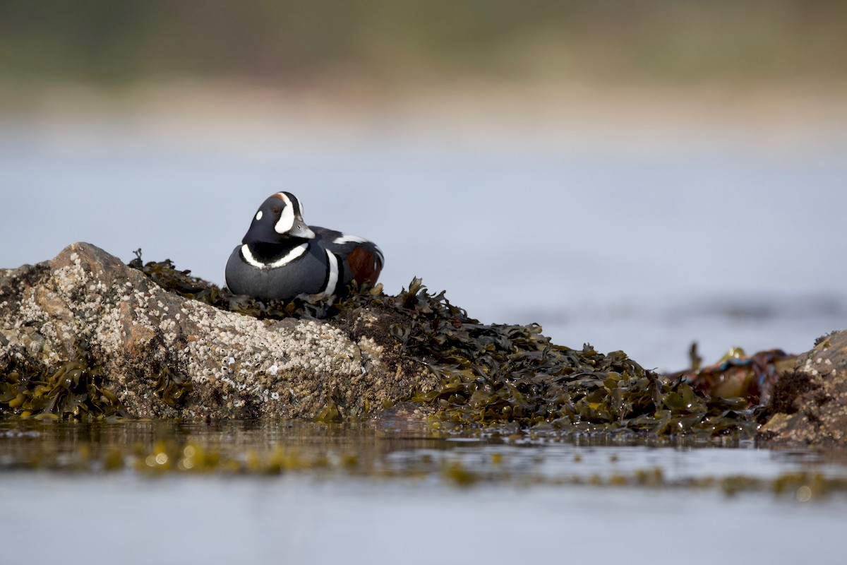 Harlequin Duck - ML225247551