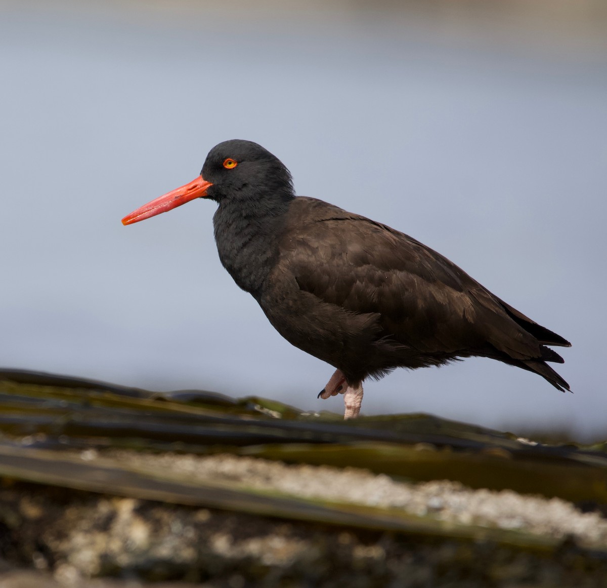 Black Oystercatcher - ML225247851