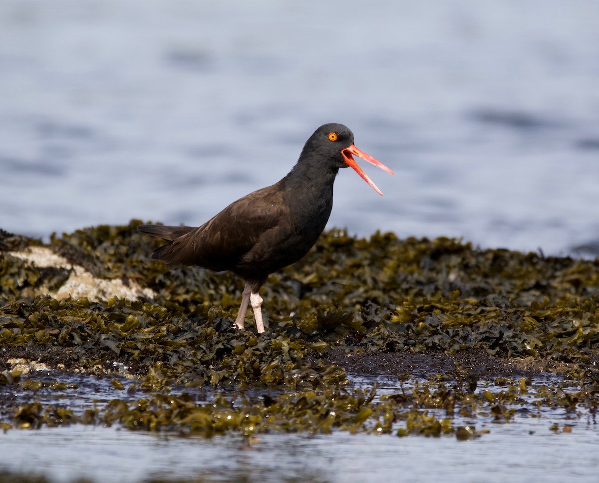 Black Oystercatcher - ML225247921