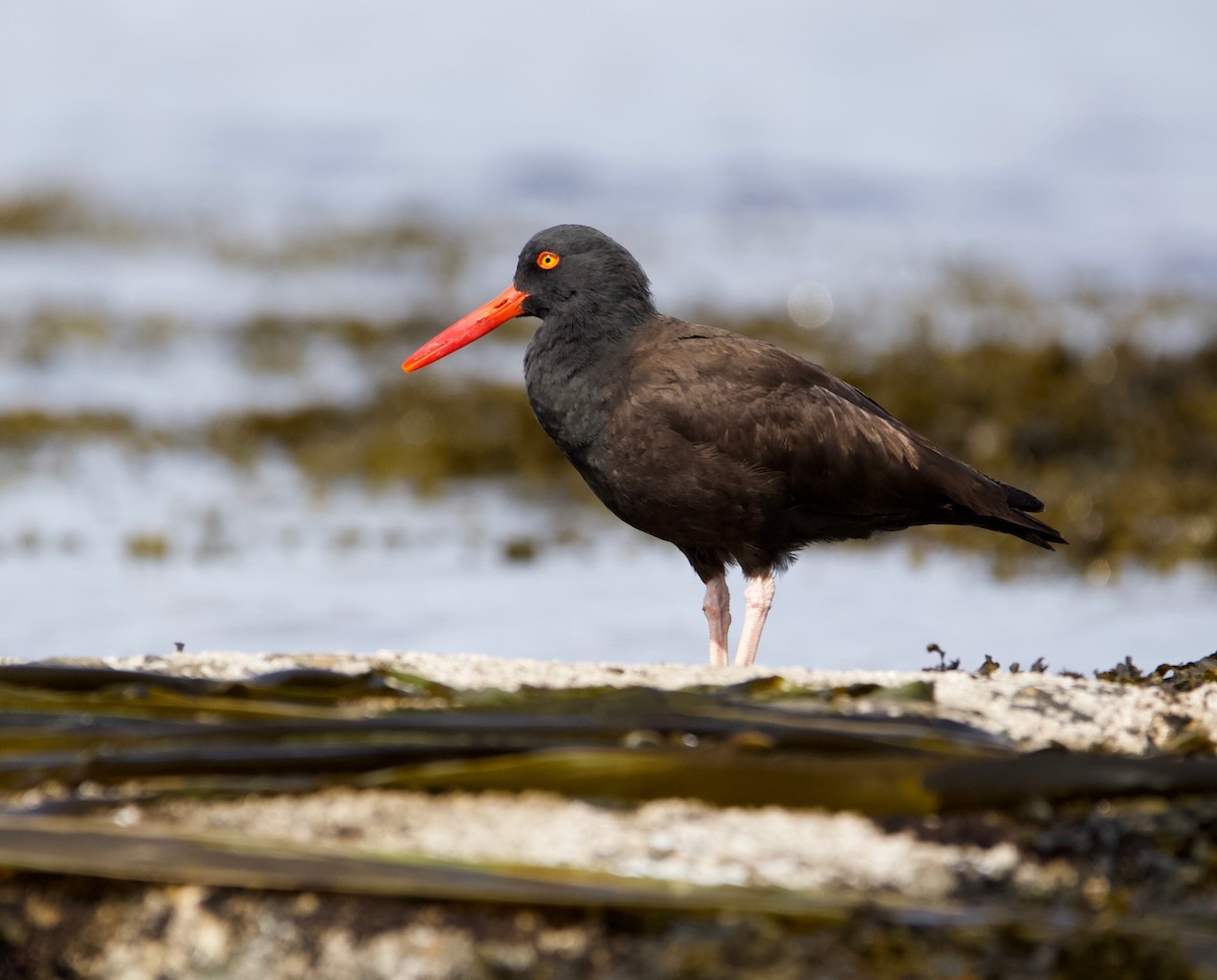 Black Oystercatcher - ML225247931