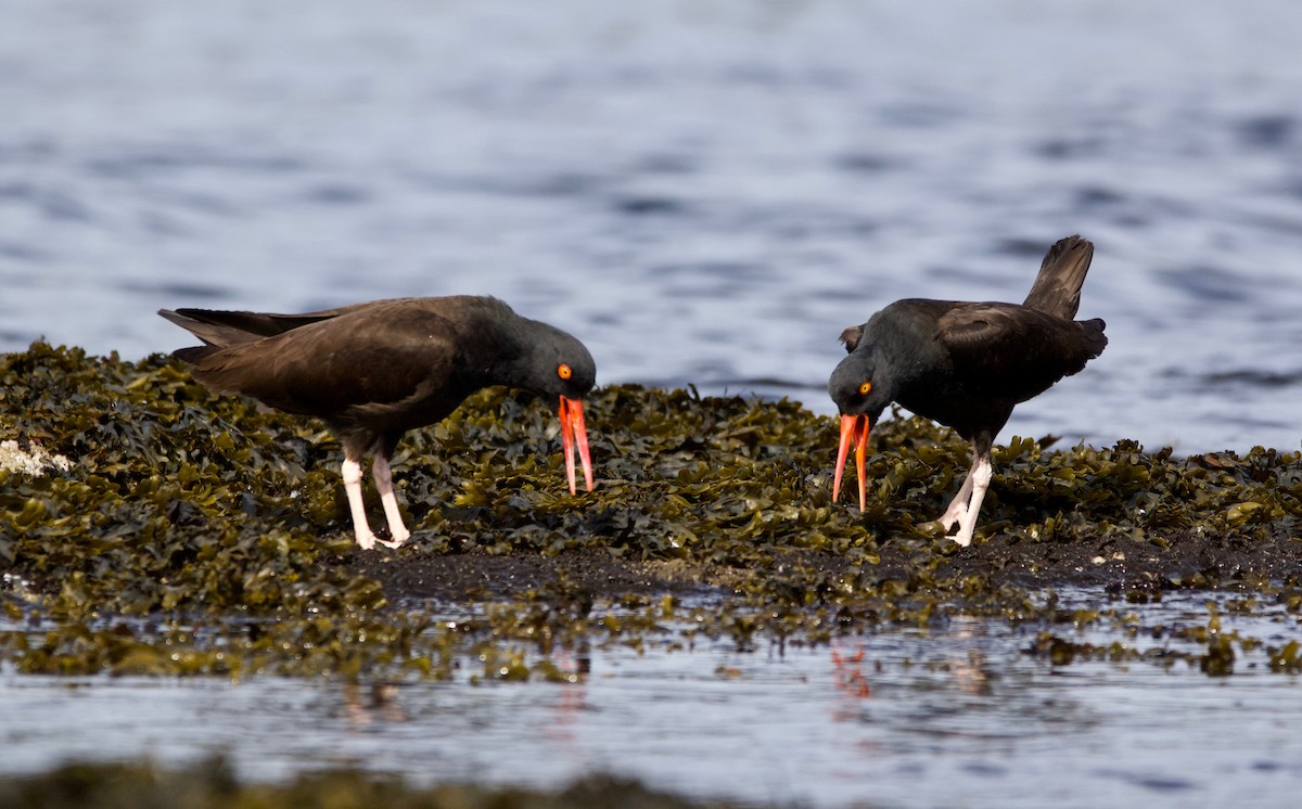 Black Oystercatcher - ML225248001