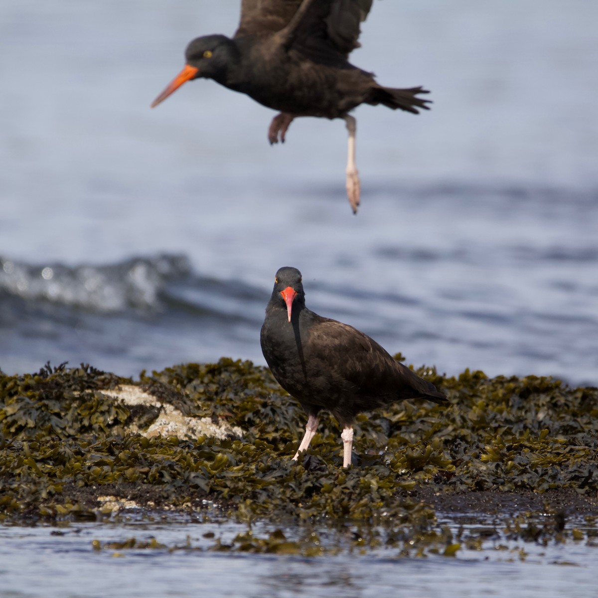 Black Oystercatcher - ML225248011