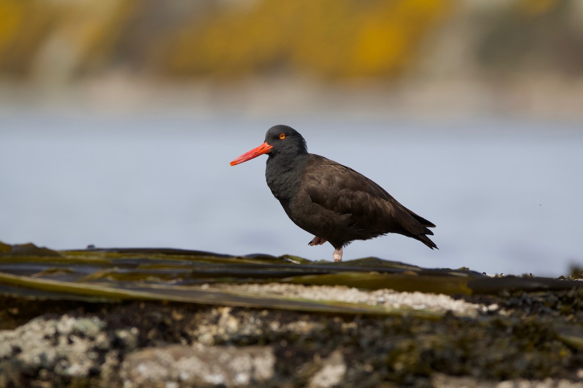 Black Oystercatcher - ML225248051