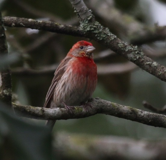 House Finch - ML225248211
