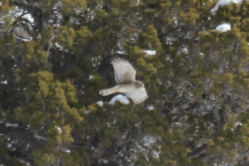 Northern Harrier - ML225248821