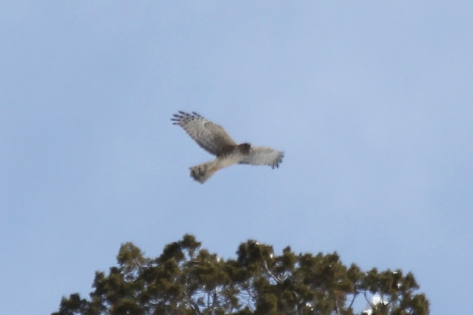 Northern Harrier - ML225248831