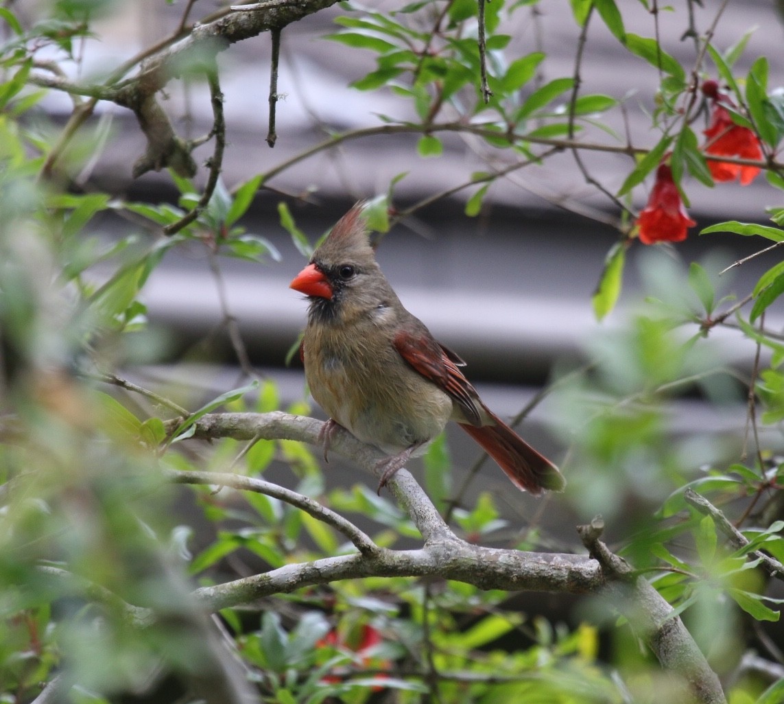 Northern Cardinal - ML225249471