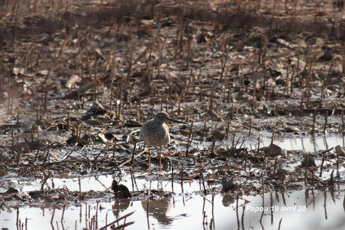 Greater Yellowlegs - ML225250721