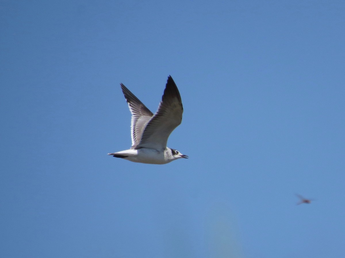 Franklin's Gull - John van Dort