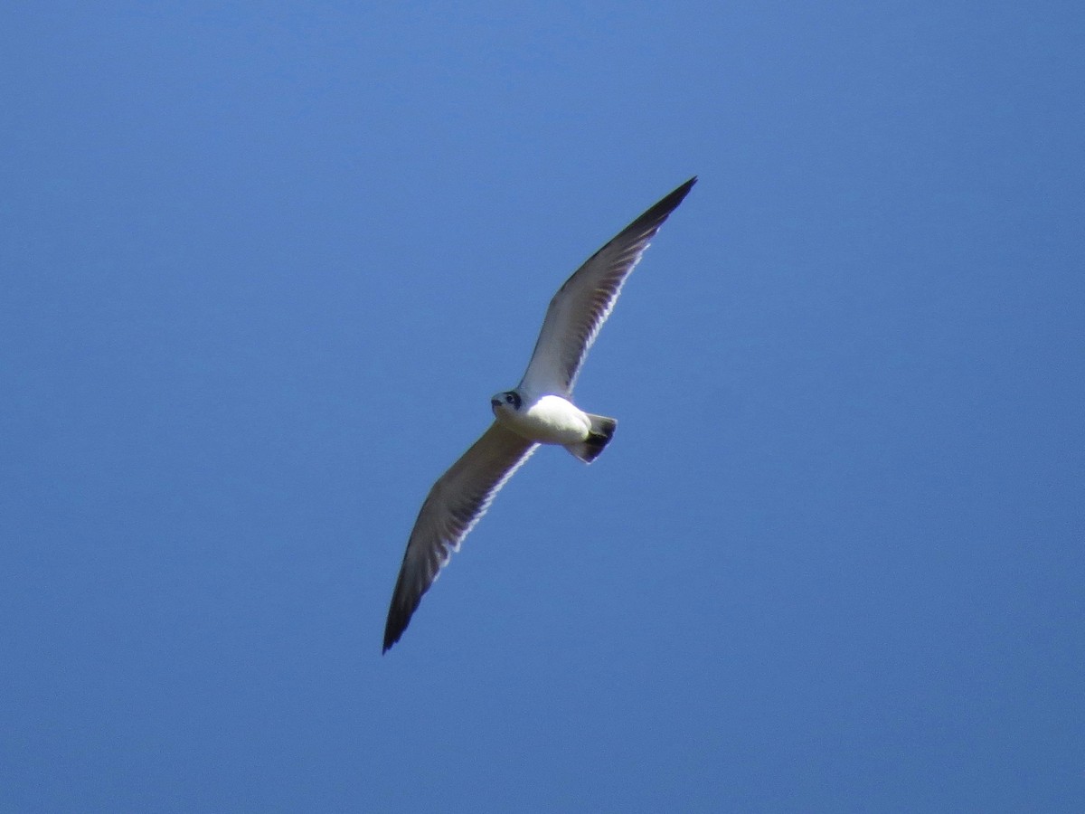 Franklin's Gull - John van Dort