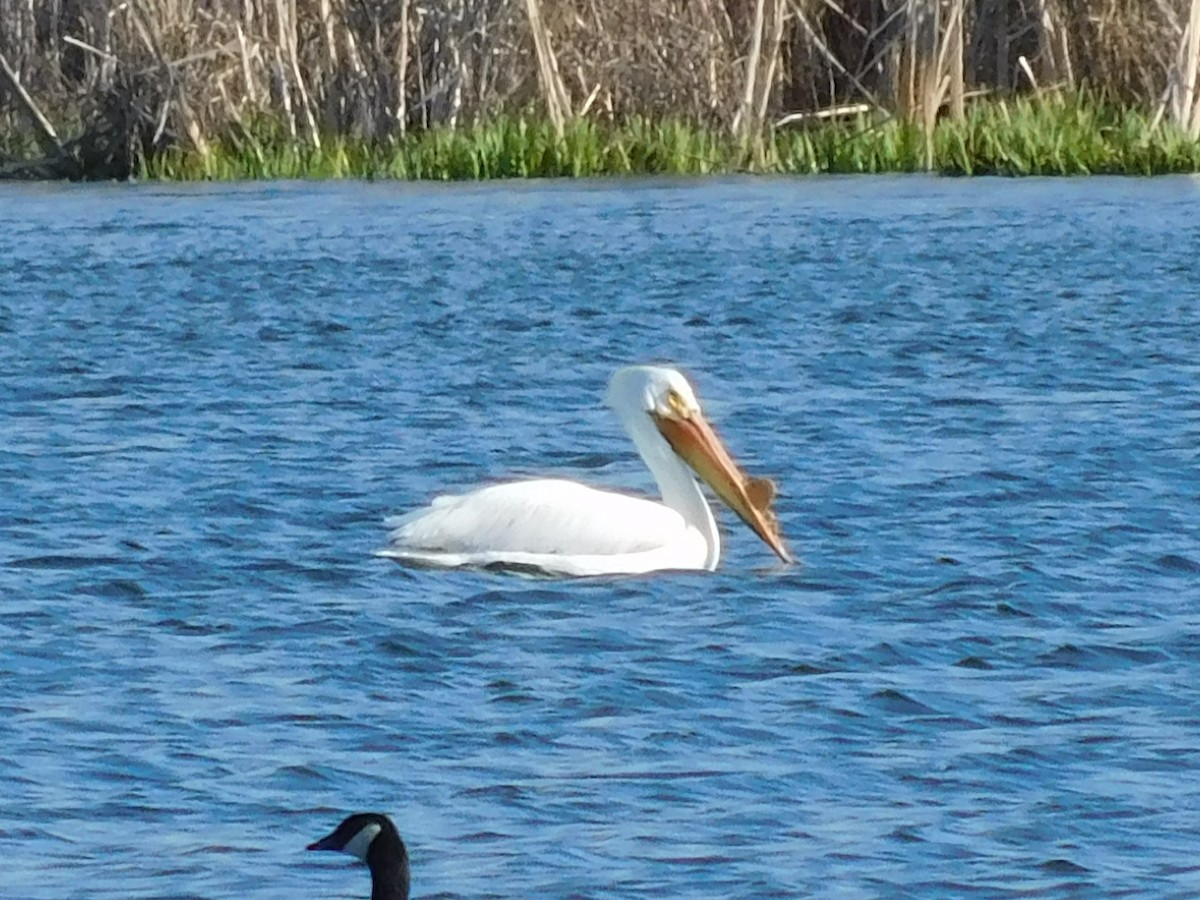 American White Pelican - ML225254291