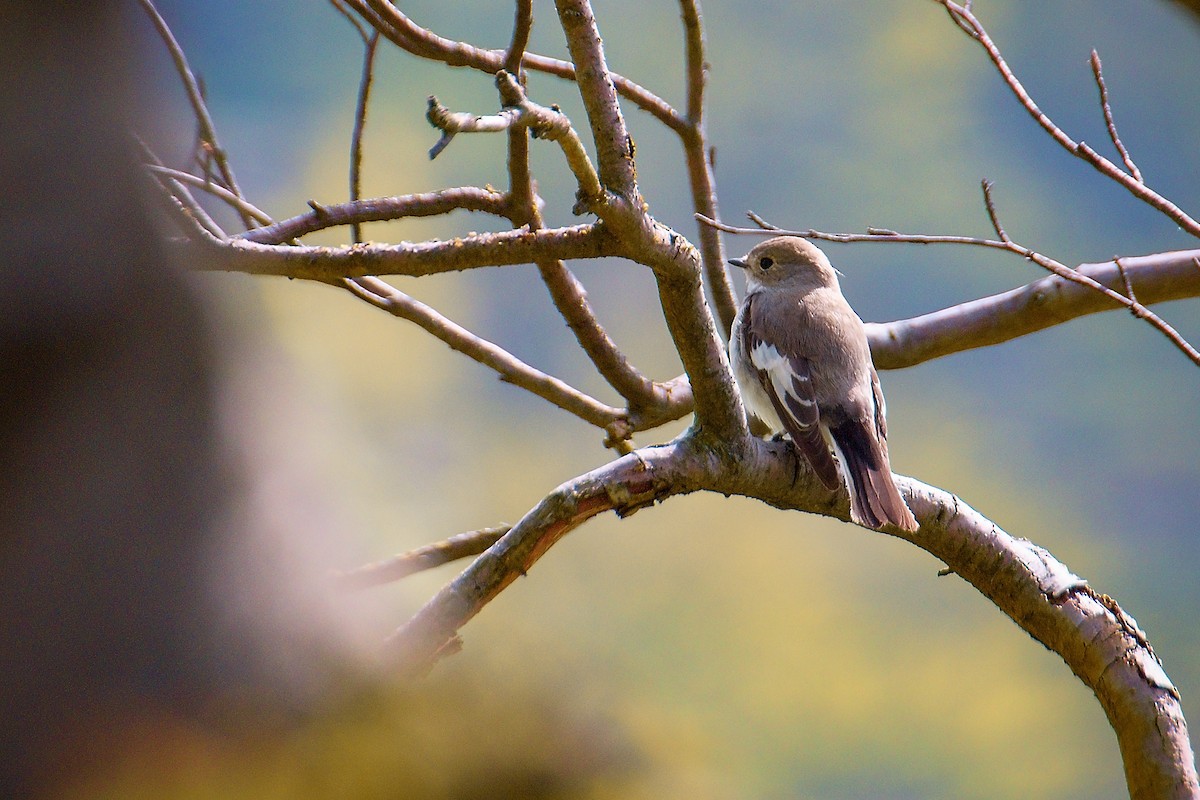 European Pied Flycatcher - ML225254761