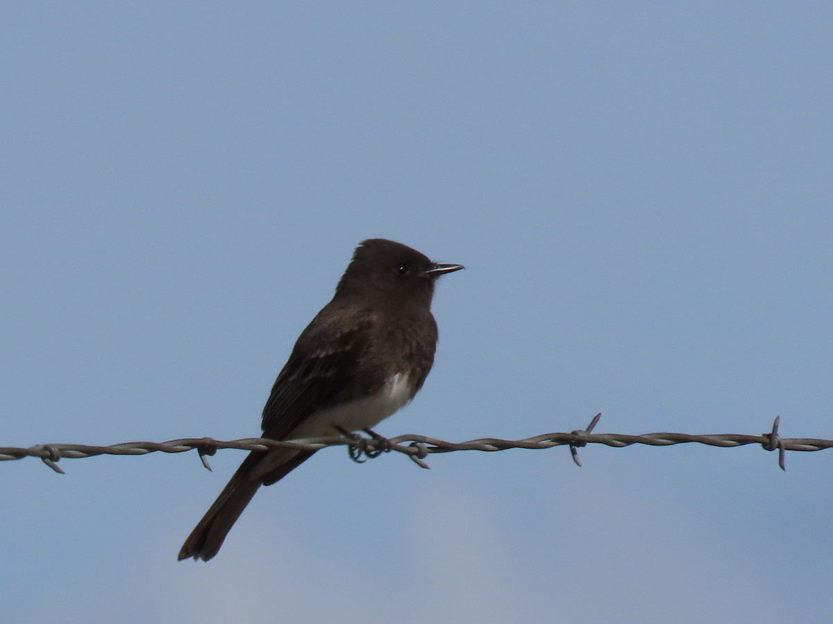 Black Phoebe - ML225254831