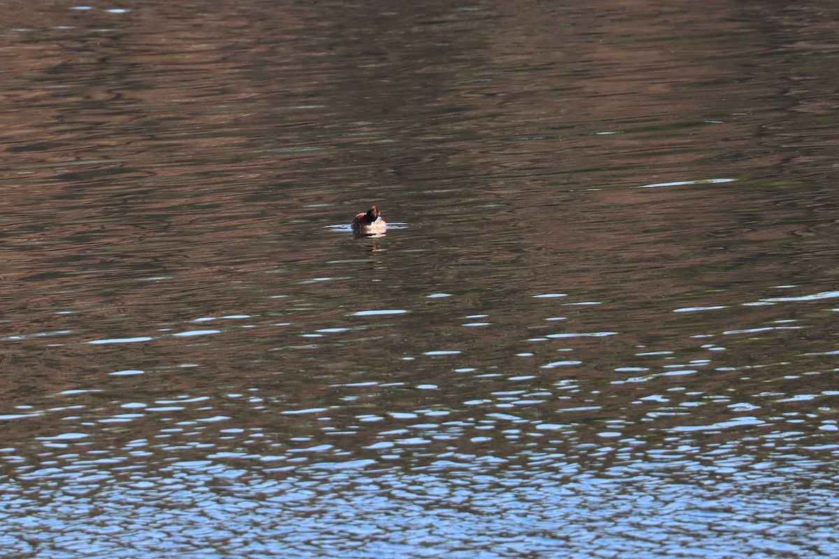 Horned Grebe - ML225255061