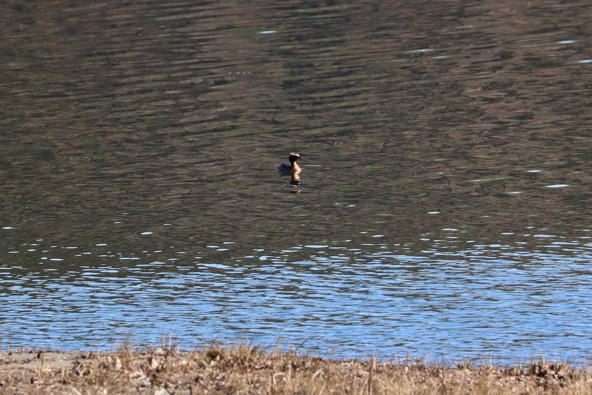 Horned Grebe - ML225255131