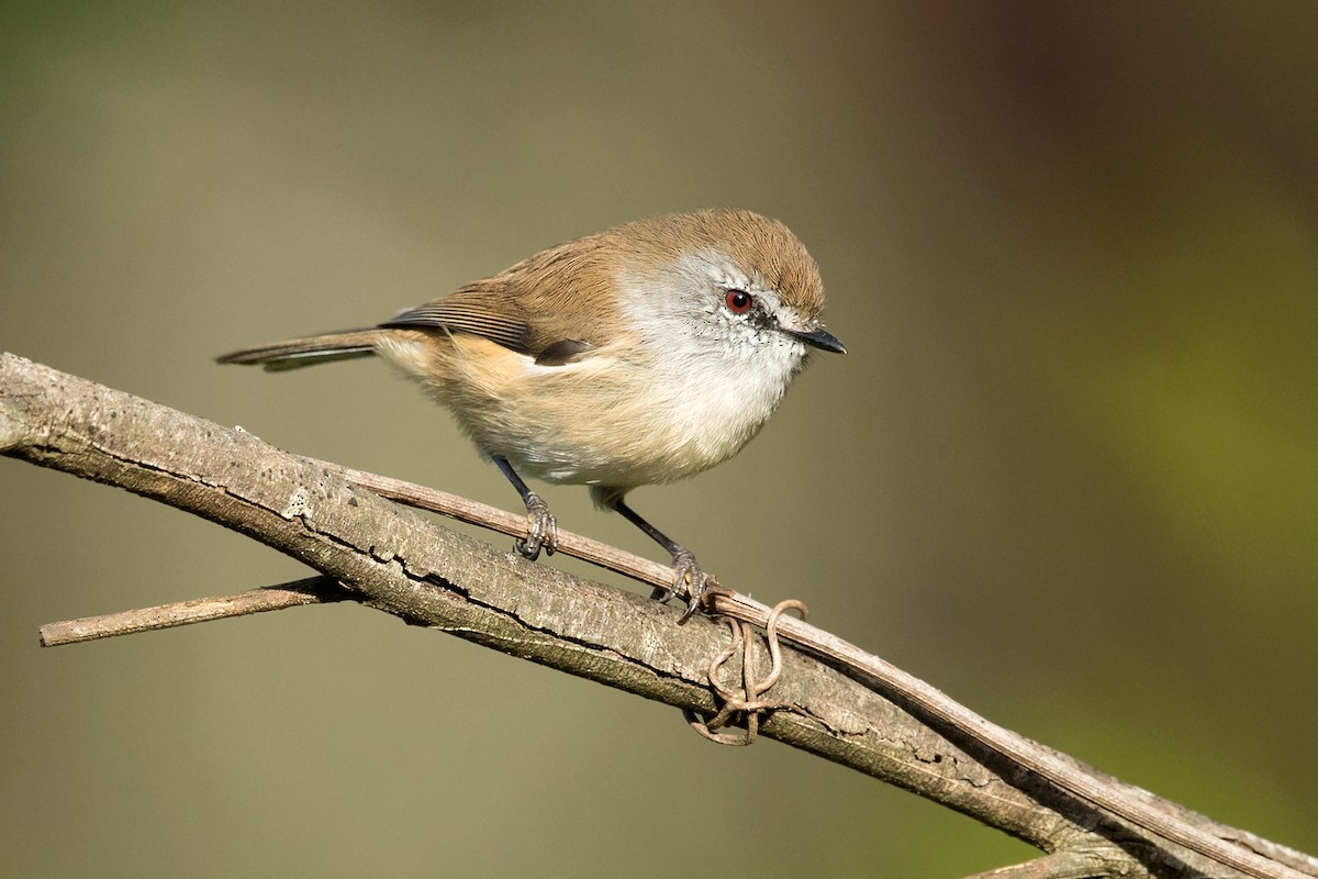 Brown Gerygone - ML225256861