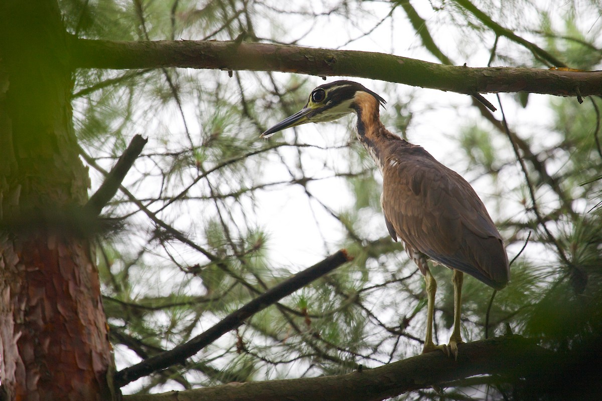 White-eared Night Heron - Mitch Walters