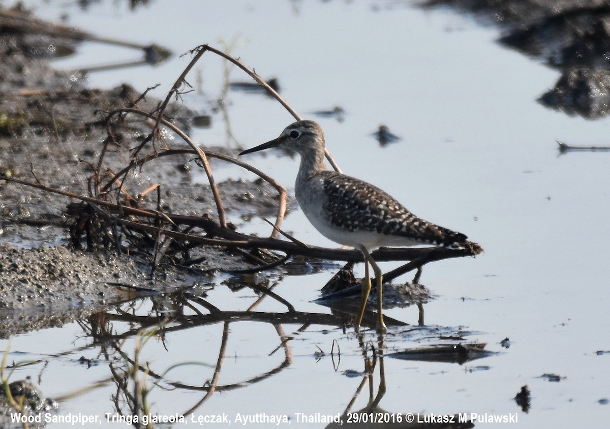 Wood Sandpiper - Lukasz Pulawski