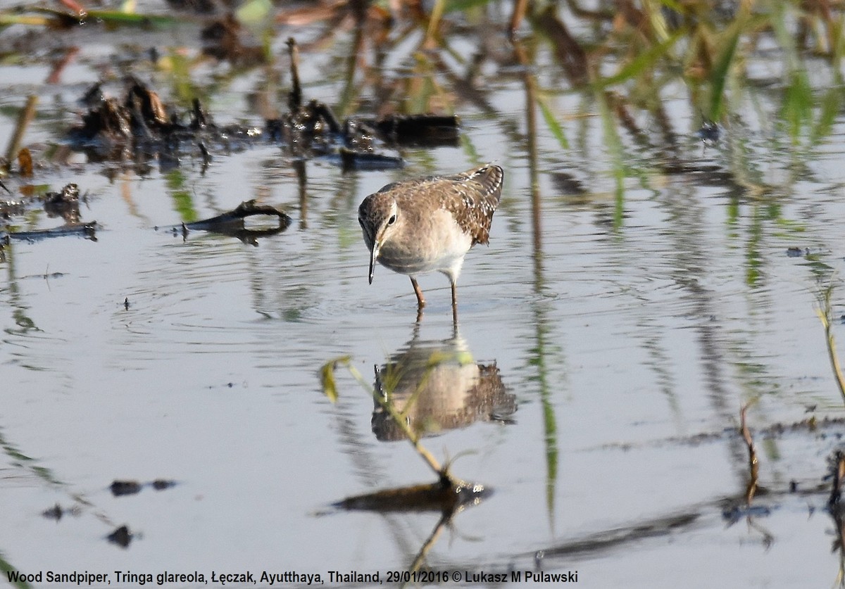 Wood Sandpiper - ML225258701