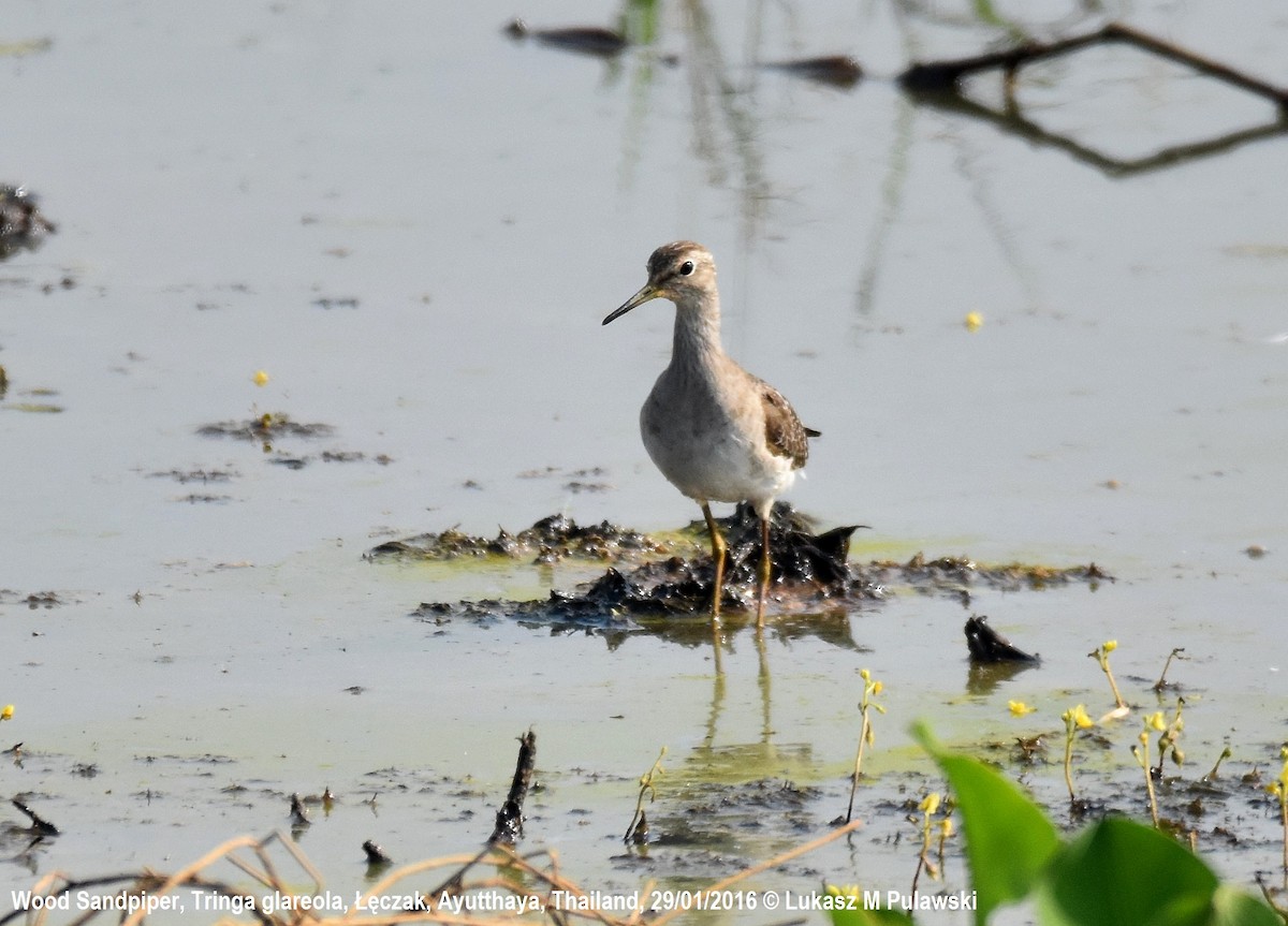 Bruchwasserläufer - ML225258881