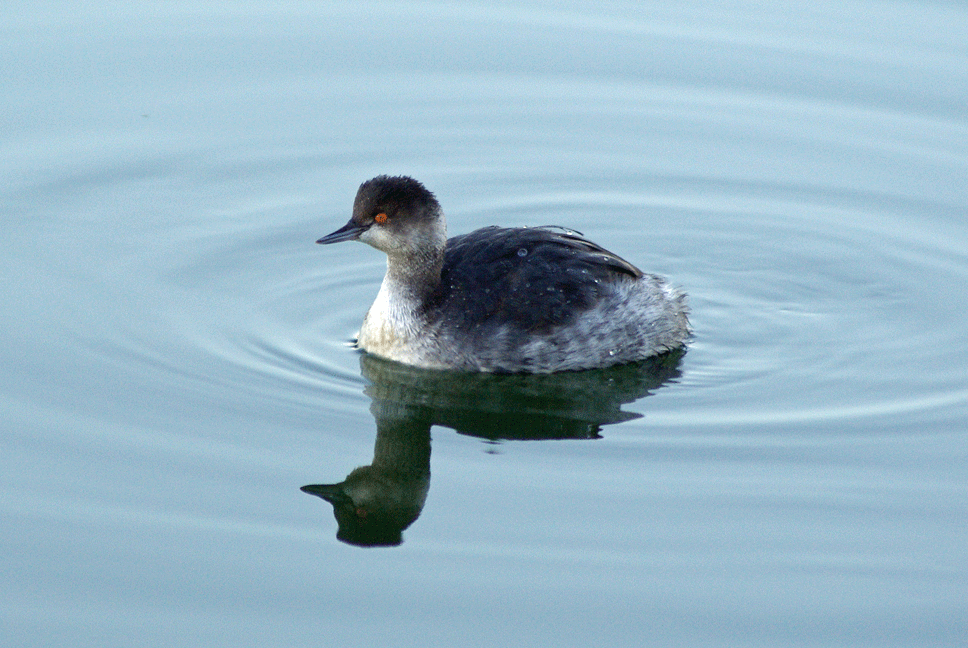 Eared Grebe - ML225259041