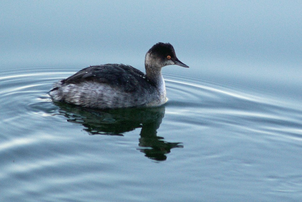 Eared Grebe - ML225259071