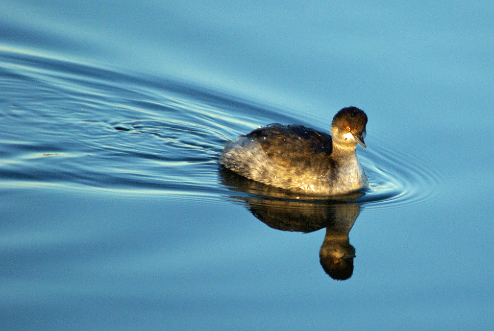 Eared Grebe - ML225259081