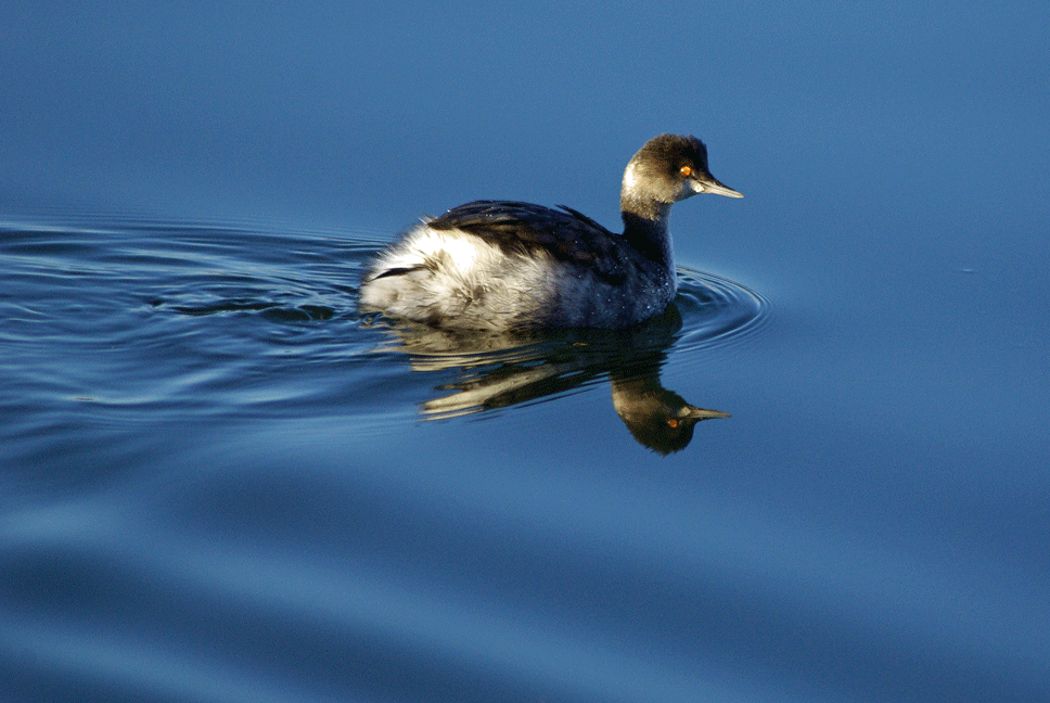 Eared Grebe - ML225259091