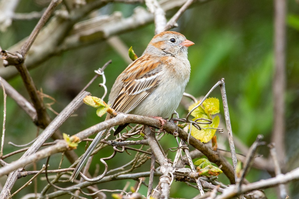 Field Sparrow - ML225259321