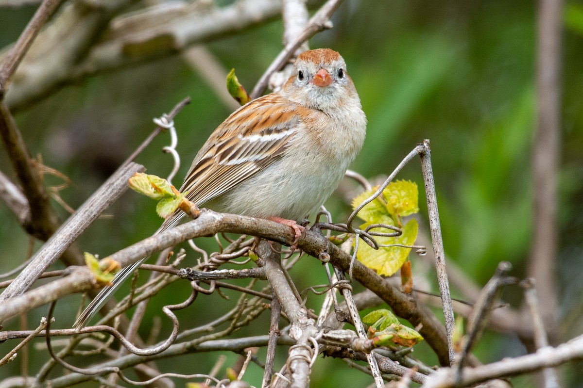 Field Sparrow - ML225259481
