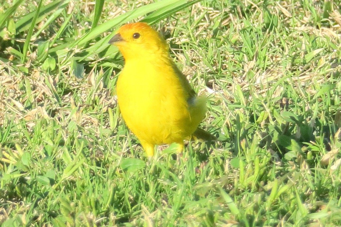 Saffron Finch - ML225259941