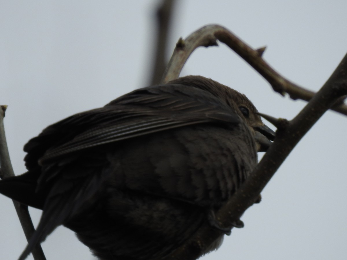 Brown-headed Cowbird - ML225260151