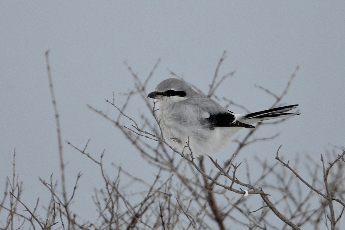 Northern Shrike - Julie Zempel