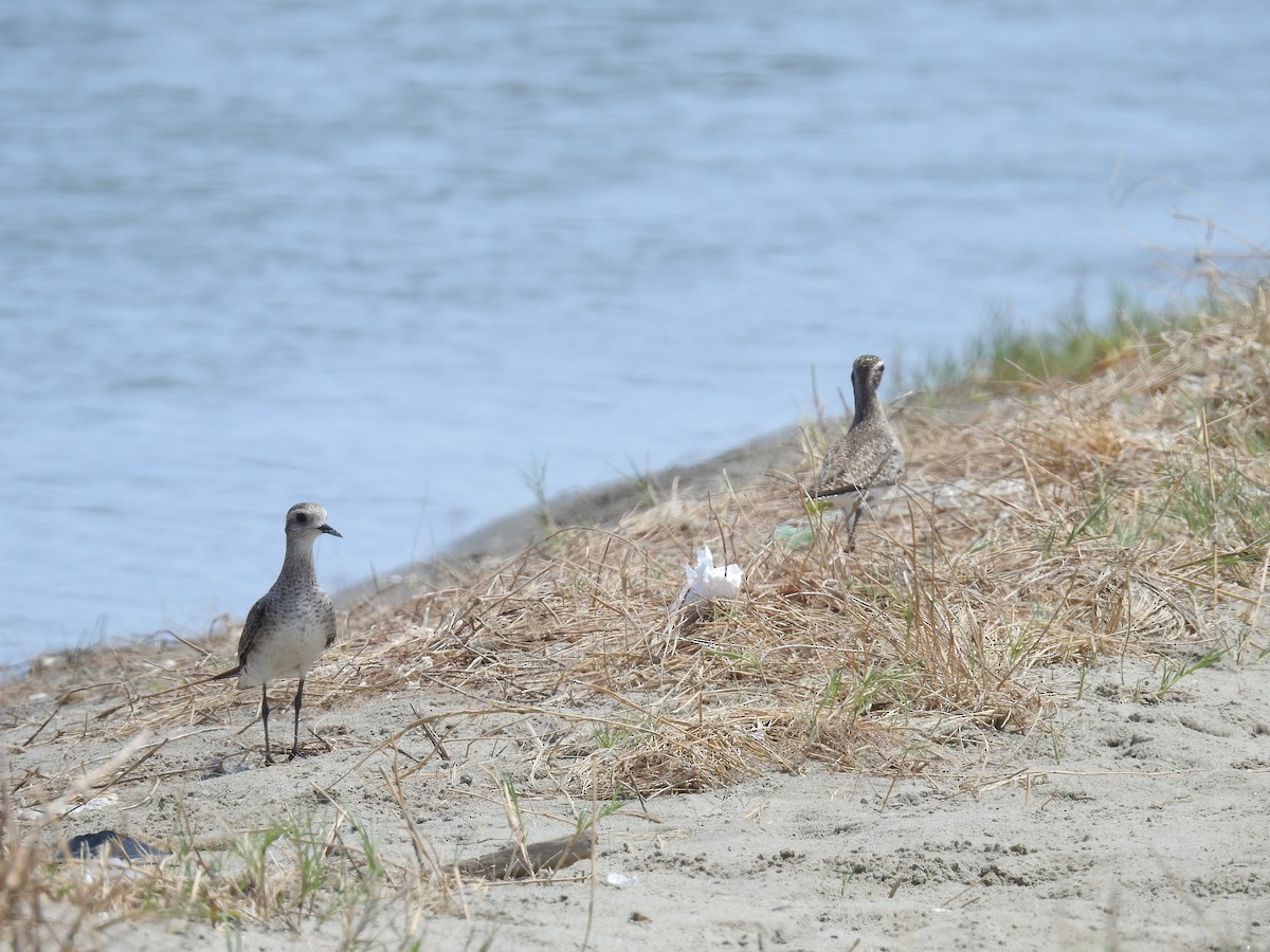 American Golden-Plover - ML225260481