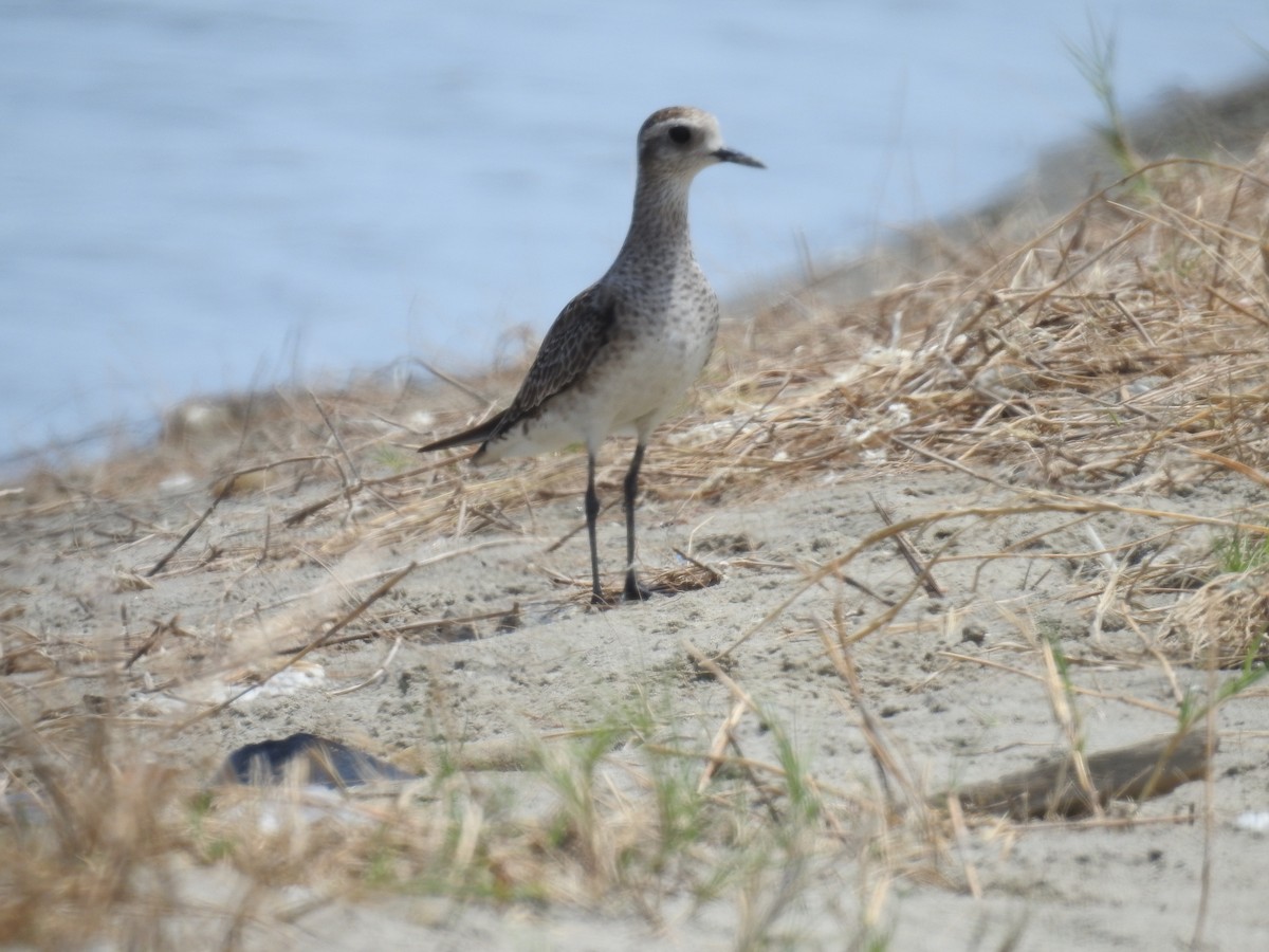 American Golden-Plover - ML225260621