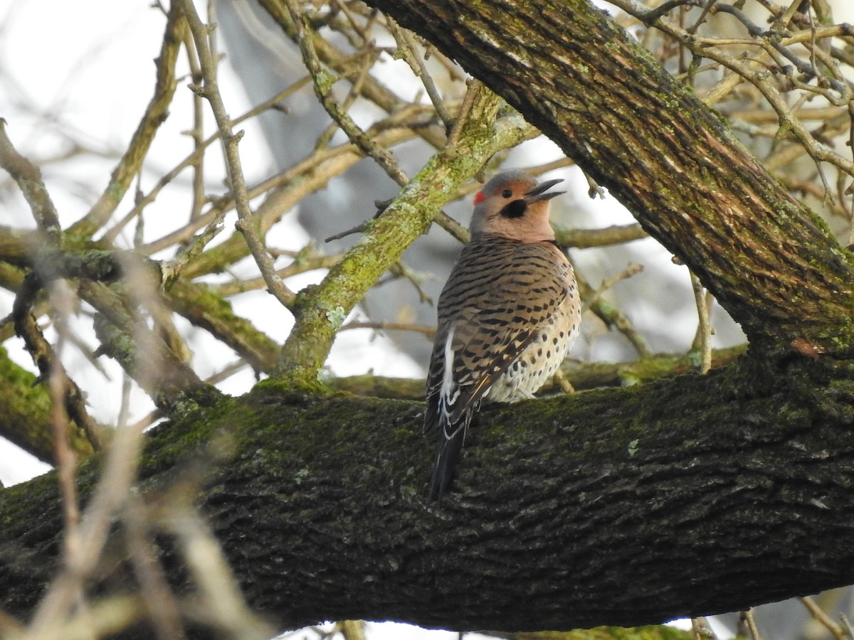 Northern Flicker - ML225261381