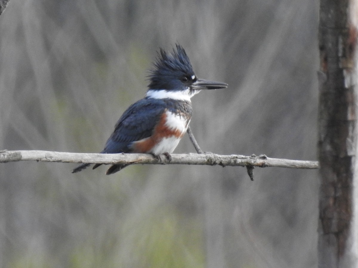 Belted Kingfisher - ML225261501