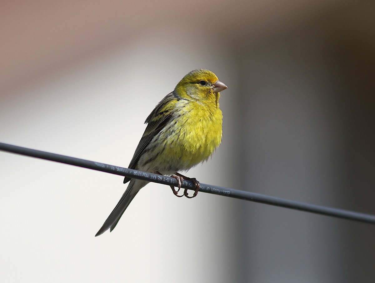 Island Canary - Xabier Remirez