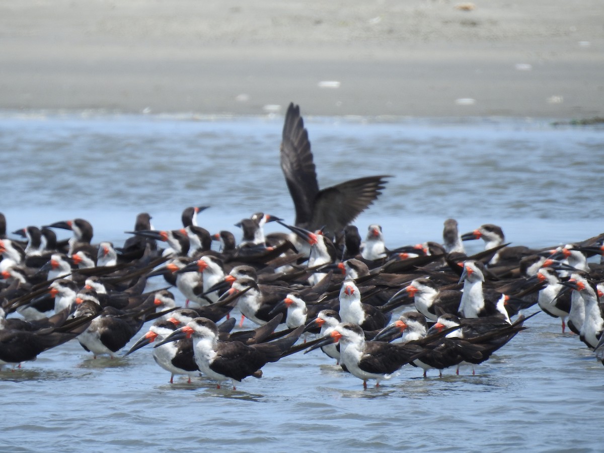 Black Skimmer - ML225262481