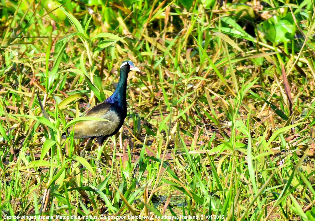 Bronze-winged Jacana - ML225262651