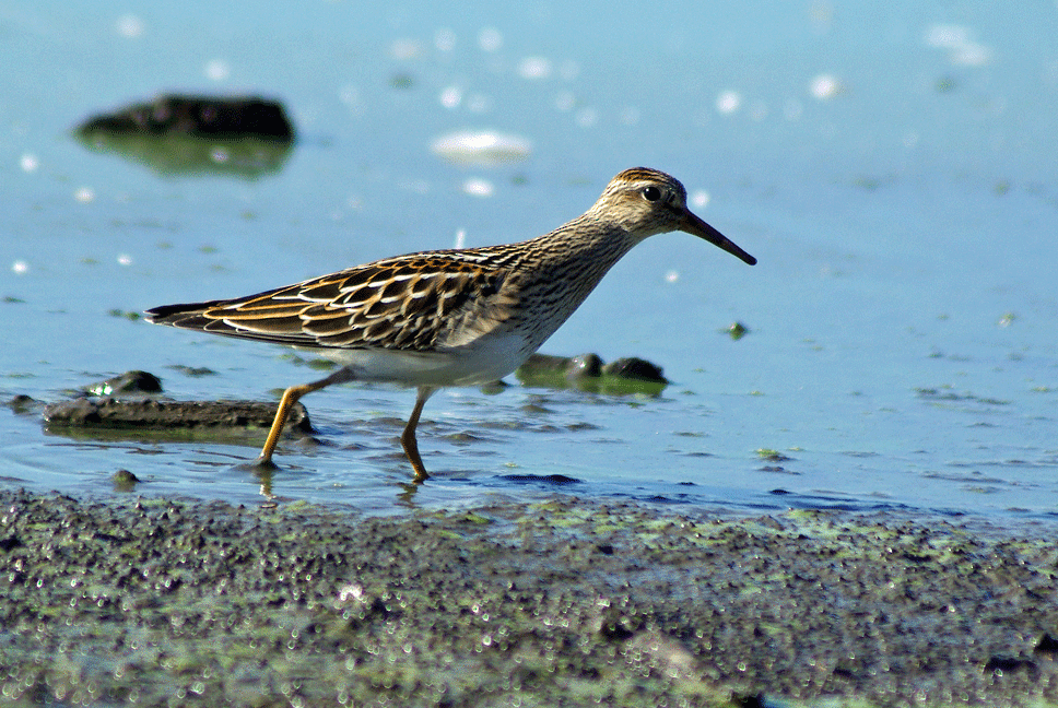 Pectoral Sandpiper - Phil Kahler