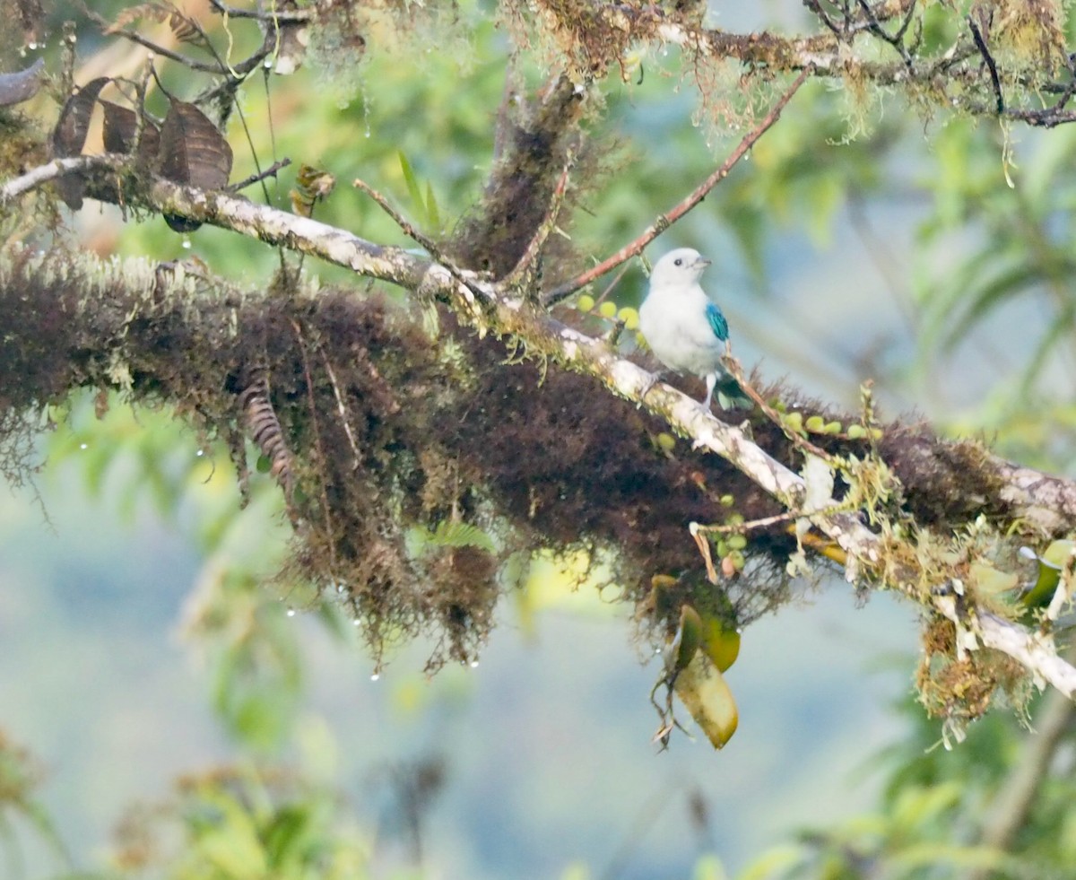 Blue-gray Tanager - Bitty Roy